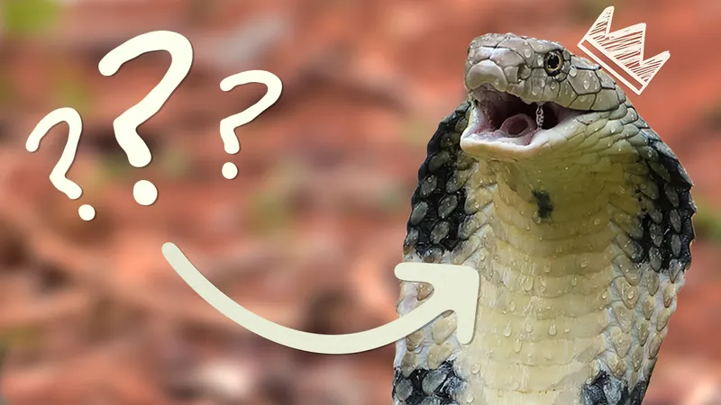 Nằm Mơ Thấy Rắn Đánh Số Gì? Dễ Trúng, Dễ Lượm Tiền